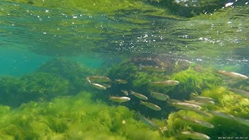 GitUp G3 Duo factory sample - 2160p underwater recording 1