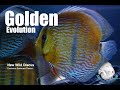 Golden evolution   exclusive santarem discus