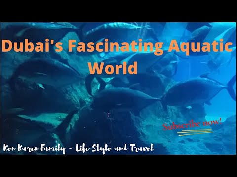 Nothing but Fish Dubai 20181227 154456