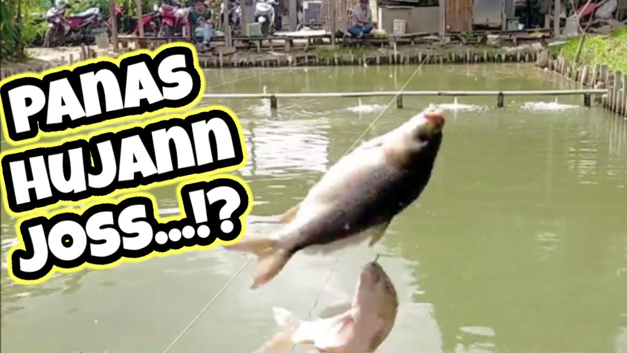 Umpan ikan mas susah makan cuaca Panas  dan Hujan...Sekali Narik dua ekor...!!