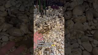 Побег выдр часть 2 ￼