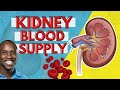 Kidney Blood Supply - Blood Flow to, Through, and Away from Kidneys