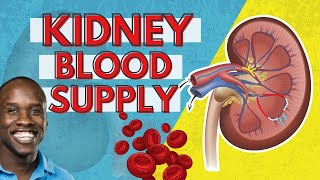 Kidney Blood Supply  Blood Flow to, Through, and Away from Kidneys