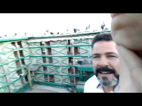 مسكت حمامه يهودي شوف عامل ازاي وبوبت الدكره دكر دكر واحلى مزولات ونا بحبسهم