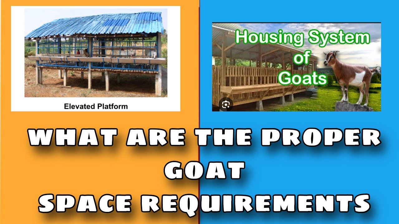 what are the proper space requirement for goats per head - YouTube