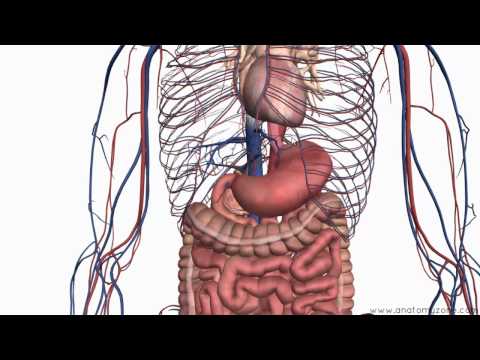 Introduction to the Digestive System Part 2 - Oesophagus and Stomach - 3D Anatomy Tutorial