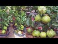 How to Plant & Grow Guava Tree Bonsai in Pot Make You Millionaire - Complete Growing Guide