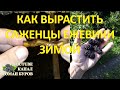 Как выращивать саженцы ЕЖЕВИКИ зимой корневыми черенками. Как размножать ежевику без шипов.