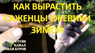 Как выращивать саженцы ЕЖЕВИКИ зимой корневыми черенками. Как размножать ежевику без шипов.