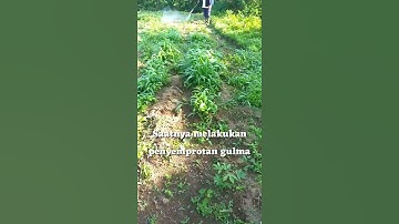 Penyemprotan gulma, jahe merah periode 4. (30 hst) #shorts