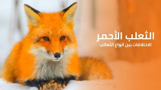 الثعلب الأحمر الاختلافات بين أنواع الثعالب ونمط عيشها | كويست عربية Quest Arabiya