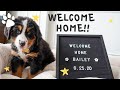 Picking Up Our Bernese Mountain Dog Puppy (Bailey) | Welcome Home!