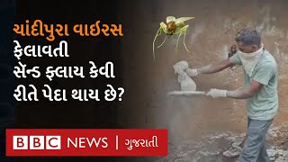 Chandipura Virus : માખી ઘરમાં ક્યાં છુપાયેલી હોય છે? શું ધ્યાન રાખશો?