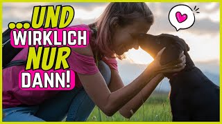 6 Geheimnisse, die ein Hund nur verrät, wenn er dir vertraut by SchnüffelSchnuten 5,435 views 6 months ago 4 minutes, 46 seconds