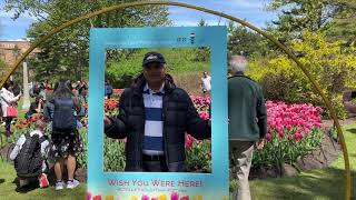 Canadian Tulip Festival 2024  in Commissioners Park in Ottawa Canada