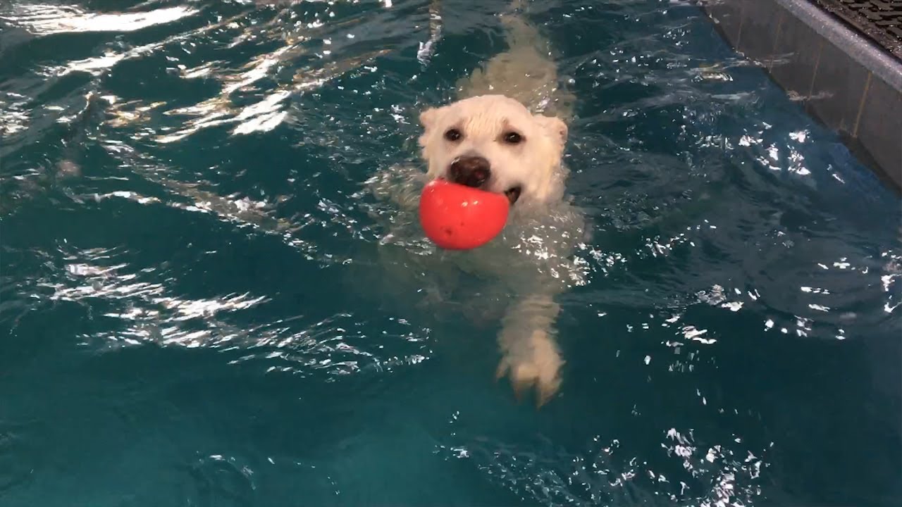 Where Can Dogs Swim In Nyc