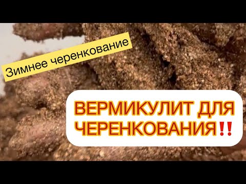 ‼️ЕЩЕ ОДНА ОШИБКА ЧЕРЕНКОВАНИЯ ГОРТЕНЗИИ‼️ Переувлажнение вермикулита.