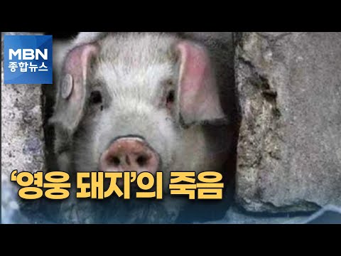 [픽뉴스] '영웅 돼지'의 죽음, 찬장 뒤진 코끼리…340g 미숙아의 기적, "나는 항공모함이다." [MBN 종합뉴스]