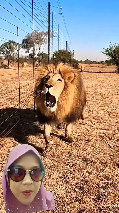 Suara Singa❗Mengaum Keras‼️#cheetah #lion #tiger #cat #binatangliar #beast