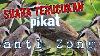 suara pikat terucukan//anti Zong