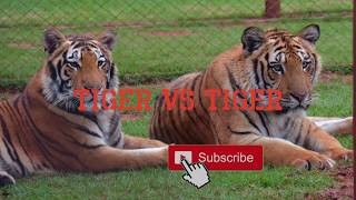 Tigre VS Tigre - Real Fight Video