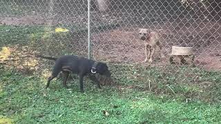 Black Cooling Around