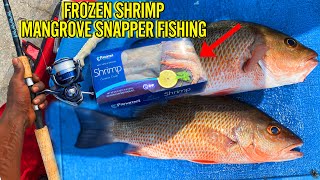 FROZEN SHRIMP MANGROVE SNAPPER FISHING