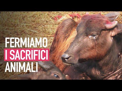 Mai più sacrifici animali, aiutaci a fermare il festival di Gadhimai