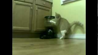 2 days of Cat vs. Automatic Feeder