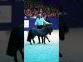 Pony steals the show🤡