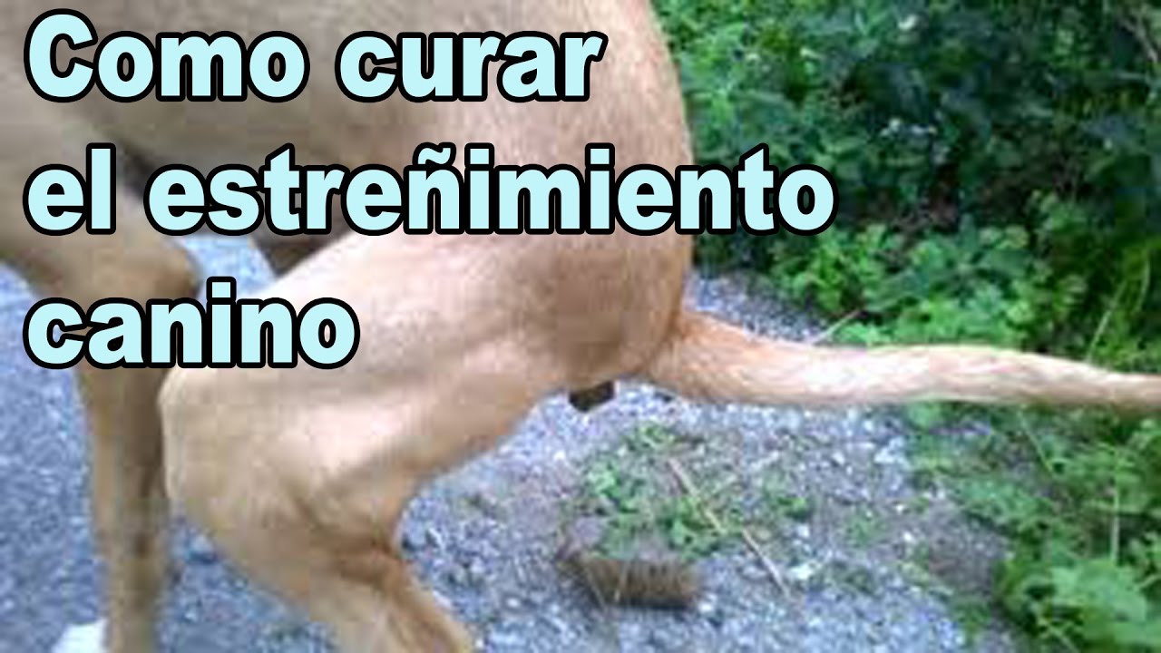 laxante casero rapido para perros