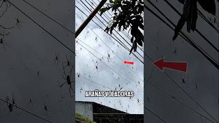 ¡Increíble! Así es la temporada de arañas voladoras en Australia