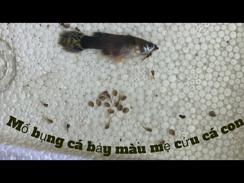 Video Mổ bụng cá bảy màu mẹ bị tịt đẻ để cứu cá con - youtube