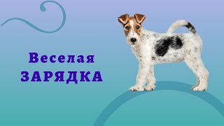 Веселая зарядка для детей 4-7 лет. Аэробика для Бобика.