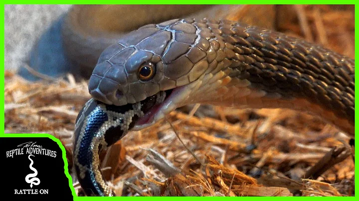 KING COBRA EATS INVASIVE FLORIDA PYTHON! (Tyler No...
