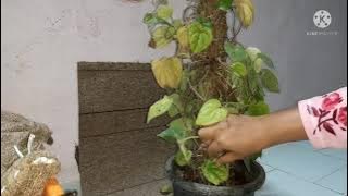 खाऊच्या पानाची वेल पिवळी झाली | माझी बाग 250 | नागवेल ची पान पिवली होतात | betal leaf | yellow leaf