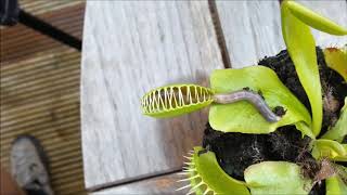 Poor Worm Crushed By Venus Fly Trap
