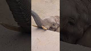 Baby elephant playing with his trunk 😍 #funny #petsrule #love #cutiebabyofficial #cute #babyelephant