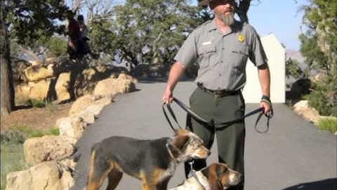 How to be a good dog in the Grand Canyon National Park