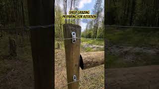 Fixing The Electric Fence - Preparing For Rotational Grazing #sheep #homestead #work #diy #shorts
