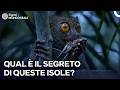 Perché Alcune Specie Esistono Solo Qui e in Nessun Altro Luogo? | Documentario Doppiato in Italiano