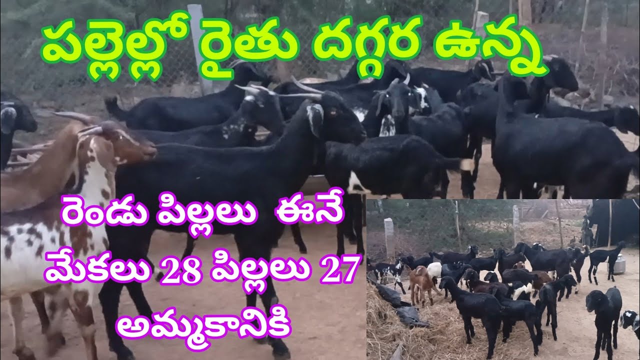 పల్లెల్లో రైతు దగ్గర రెండు పిల్లలు పెట్టే మేకలు 28 పిల్లలు 27 అమ్మకానికి (వెంకీ 6305662856) 27-3-25