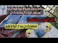 دراسة جدوى مشروع تربية طيور الزينه الجزء الثاني مرحلة الهواه 10 اضعاف ارباح المرحله الاولى