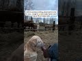 Every comment = a meal for every horse at our farm #horsingaround #foalfriday USAHorseRescue