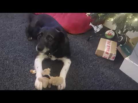 Видео: Day 20 Doggy Advent Calendar with Romanian Rescue Ronnie