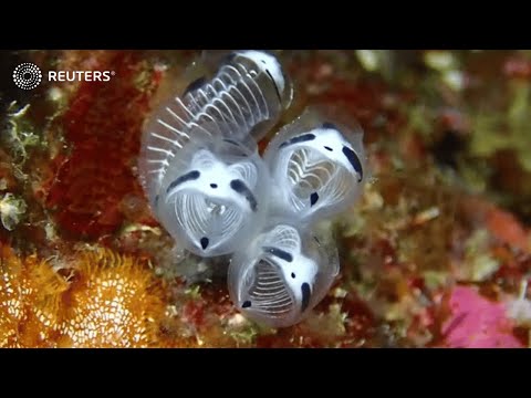 Japan's newest species: skeleton panda sea squirt | REUTERS