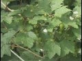 Советы по выращивание ягоды Смородины подкормка растения