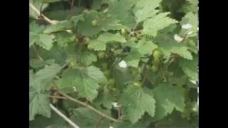 Советы по выращивание ягоды Смородины подкормка растения