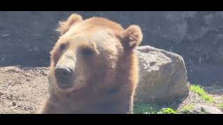 BROWN  BEARS    @ NY BRONX ZOO,  4/24/24.