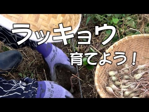 自然農 らっきょう栽培 植え付け 収穫まで 育て方 栽培方法 8 28 21 6 26 Natural Farming How To Grow Japanese Shallot Youtube